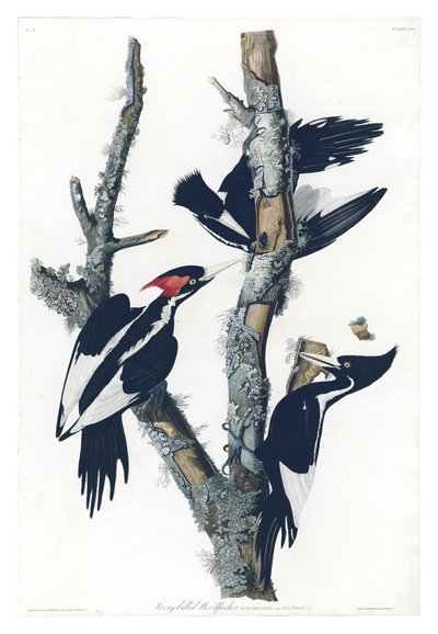 Ivory-billed Specht (plaat 66 van Birds of America) door John James Audubon